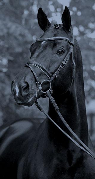 Equine Law - Thierry Ygouf lawyer settled both in Caen and Paris